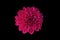 Top veiw, single chrysanthemums flower pink color blossom blooming  isolated on black background for stock photo or illustration,