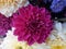 Top veiw, single chrysanthemums flower purple color blossom blooming  on floral blur background for stock photo or illustration,