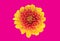Top veiw, single chrysanthemums flower yellow orange color blossom blooming  isolated on pink background for stock photo or