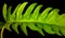 Top veiw, single philodendron golden dragon leaf isolated on black background for stock photo or advertisement, Genus of flowering