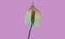 Top veiw, Single white spathiphyllum flower blossom bloom isolated on violet for background or design, striped plants, nature