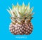 Top veiw, Three pineapple ripe isolated on pure cyan background for stock photo or design advertising product, wallpaper,thai