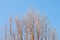 Top Vertical Trees Branches and Blue Sky