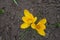 Top view of 2 amber yellow flowers of crocuses in March