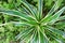 Top view Agave leaves green background. ground cover plants.