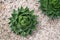 Top view of agave plant