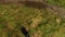 Top view from the air. A black english springer spaniel dog barks and jumps on a green meadow.