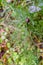 Top view of the air bush with dew and snail on the tip.