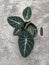 Top view of alocasia black velvet leaves  elephant ear alocasia reginula black plant