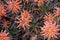 Top View of Aloe Plants in Flower