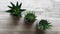 Top view. Aloe Vera and Agave in Flowerpots Home Decoration.