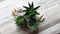 Top view. Aloe Vera and Agave Plant in Flowerpots Home Decoration and Seashells.