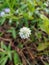 A top view of Alternanthera philoxeroides, commonly referred to as alligator weed