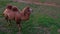 Top view of animal Bactrian camel Camelus bactrianus rotating head around 360 and then walk away.