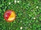 Top view of an aperol spritz glass on grass background with some daisies