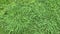 Top view of artificial healthy grass field or lawn texture