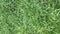 Top view of artificial healthy grass field or lawn texture