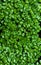 Top view of arugula microgreen. Micro green superfood close up. Modern restaurant cuisine concept. Healthy lifestyle