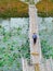Top view of Asian male farmer walking on bamboo bridge over river with many lotuses in countryside. Happiness agriculturist