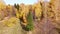 Top view of the autumn forest in bright sunny weather. Quadcopter flies over treetops with luscious golden, orange and yellow foli