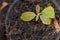 Top view avocado seedlings With green leafy branches Are growing and exuberant. In the soil and black pots It is a perennial plant