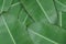 Top view banana leaf background,copy space,nature,background