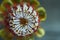 Top view of Banksia flower also know as Australian honeysuckle on dark background