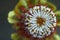 Top view of Banksia flower also know as Australian honeysuckle on dark background