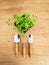 Top view on basil seedlings with gardening tools on wooden table. Home garden and eco concept. Selective focus