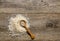 Top view of Basmati Rice pile with wooden spoon on the antique wooden background