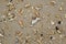 The top view on the beach with stones and seashells on sand.