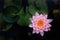 The Top view of Beatiful Pink Lotus