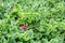 Top view of beautiful Aptenia cordifolia heartleaf ice plant baby sun rose flower blooms