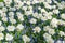 Top view of beautiful blooming white tulips mixed with blue grape hyacinths