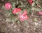 Top view beautiful blossom shrub roses, blooming cherry-red color and dark green foliage shrub, mulched ground in Dallas, Texas,