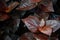 Top view of beautiful brown color syngonium plant