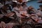 Top view of beautiful brown color syngonium plant