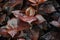 Top view of beautiful brown color syngonium plant