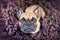 Top view of beautiful brown French Bulldog dog sitting in a field of purple blooming heather `Calluna vulgaris` plants