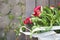 Top view on beautiful bunch of red peonies in textile bag on the wooden background. Flowers from market. Sunday market\\\'s