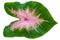 Top view of the beautiful Caladiums leaves