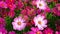 Top view beautiful and colorful daisy or Cosmos bipinnata Cav