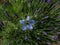 Top view of beautiful cornflower blue nigella flower against lavender background