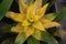 Top view of beautiful flowering yellow bromeliad