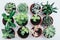 Top view of beautiful green succulents plants in pots