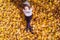 Top view. Beautiful happy young woman sitting under tree and dreaming on the autumn maple leaves in the park. Aerial, drone view.