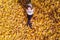 Top view. Beautiful happy young woman sitting under tree and dreaming on the autumn maple leaves in the park. Aerial, drone view.