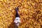 Top view. Beautiful happy young woman sitting under tree and dreaming on the autumn maple leaves in the park. Aerial, drone view.