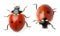 Top view of beautiful ladybugs on white background, collage