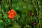 Top view of beautiful orange begonia flower blooming over the blurry branches and leaves background with copy space. natural and